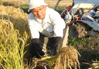 稲手刈り